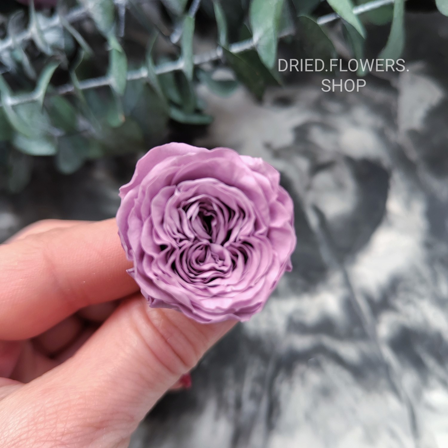 Dried Flowers Shop - Роза пионовидная мини 3-3,5 см сиреневая темно-лавандовая  (21)