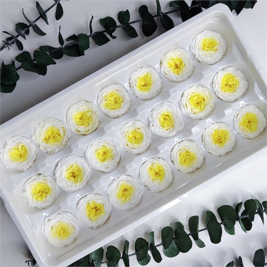 Роза пионовидная мини 3-3,5 см  двухцветная бело-желтая (21) 6yww8vlPg-JQNJDdeXu9w1