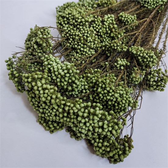 Озотамнус зеленый салатовый t-WVe1aTjsnHXXKcup0wu1