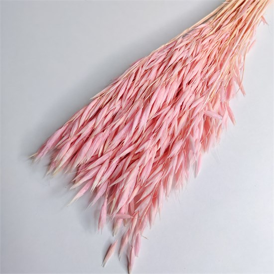 Овес розовый Av_104