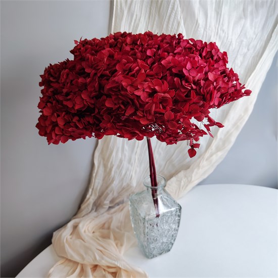 Гортензия темно-красная бордо iOLRgZnvj0a70GSH4wtl50