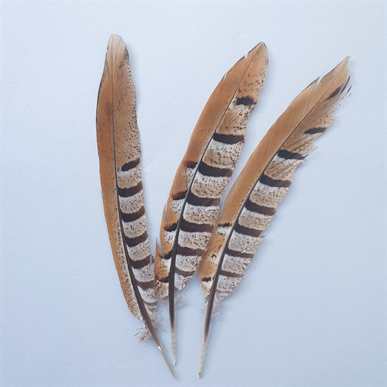 Перья фазана коричневые 20-25 см, 3 шт. - фото 5467
