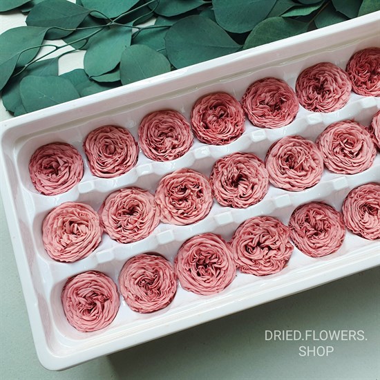 Dried Flowers Shop Роза пионовидная мини 33,5 см пыльная роза (21)