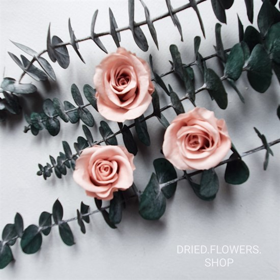Dried Flowers Shop Роза 23 см нюд (21)
