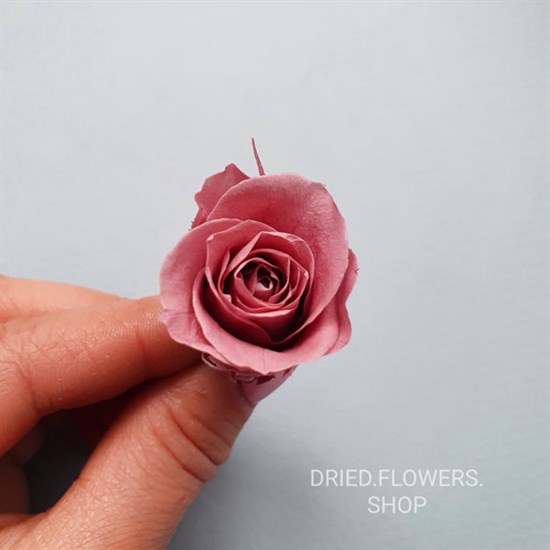 Dried Flowers Shop Роза 23 см пыльная роза (21)