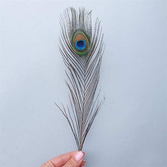 Dried Flowers Shop - Перья павлина 25-30 см, 3 шт.