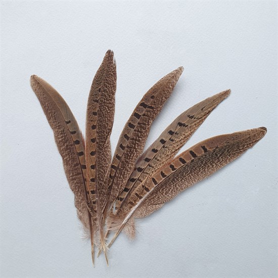 Перья фазана коричневые 15-20 см, 5 шт. - фото 6494