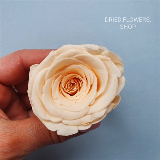 Dried Flowers Shop Роза 45 см персиковая (10)