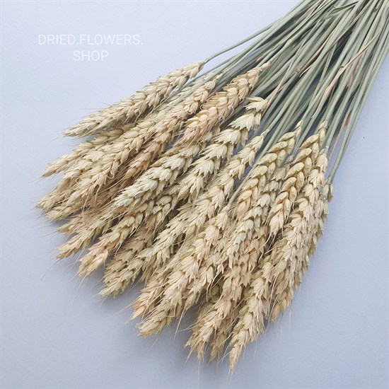 Пшеница натуральная - фото 6861