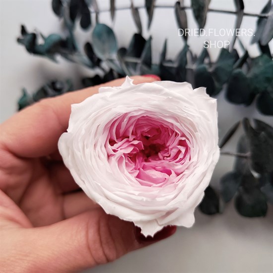 Роза пионовидная 4-4,5 см двухцветная белая (8) - фото 7382