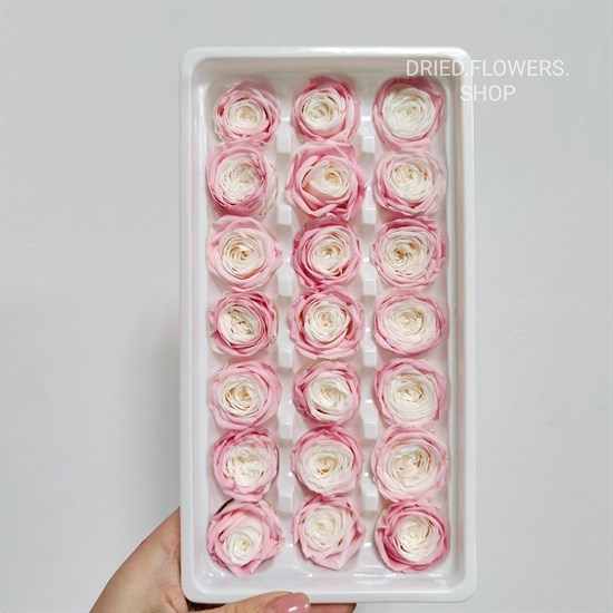 Роза пионовидная мини 3 см двухцветная розово-белая - фото 7757