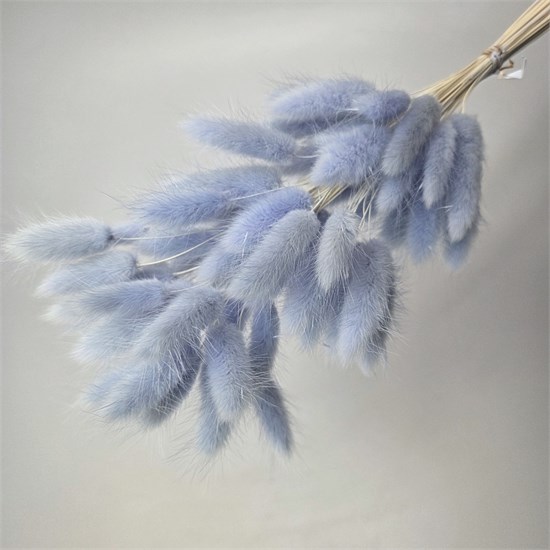 Лагурус 50-60 шт. светло-голубой снежный Vxxm9XGIiG5r-s9D094li3