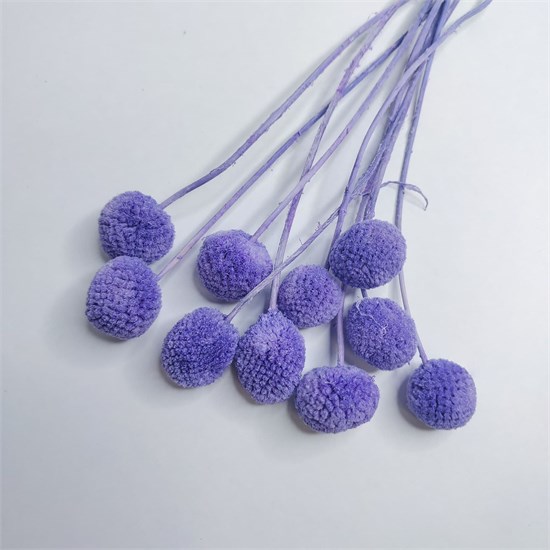 Краспедия стабилизированная сиреневая 10 шт. Cr_503