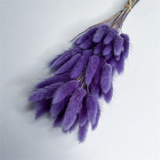 Лагурус 50-60 шт. сиреневый темный pbY8gy9cg06I0QOb56qe73