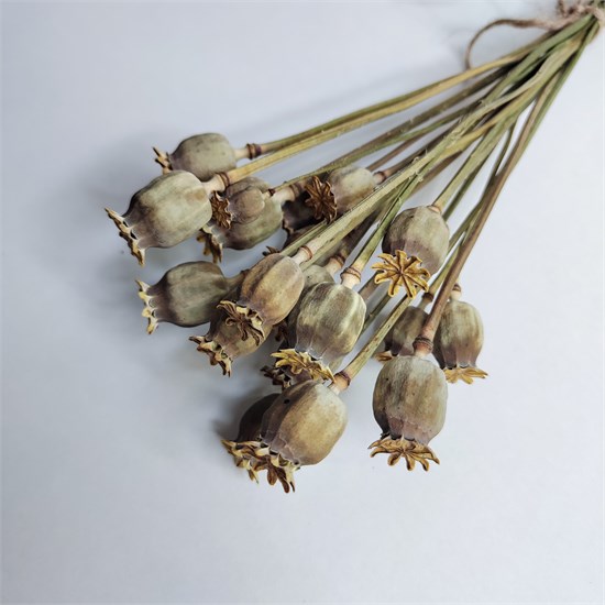 Мак средний 20 шт. Ex_pap_b