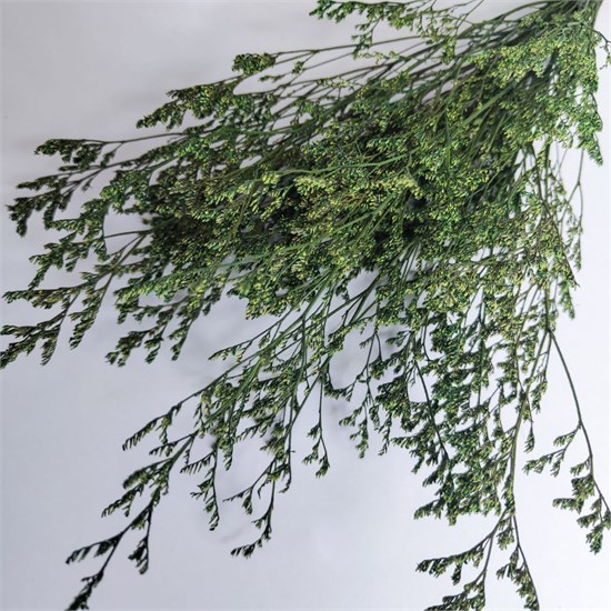 Кермек темно-зеленый AOnD9fu7ifRW7vcsq5fx50