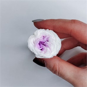 Роза пионовидная мини 3 см двухцветная бело-сиреневая (21) RP21_802