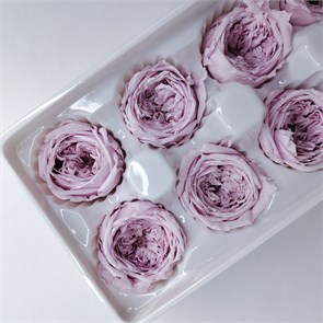 Роза пионовидная 4,5-5 см светло-лиловая (8) RP8_501