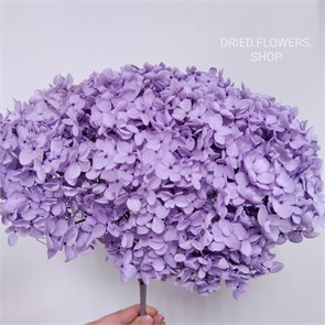 Гортензия сиреневая H_509