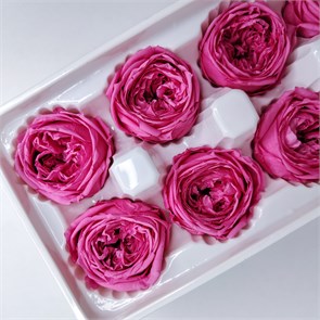 Роза пионовидная 4-5 см малиново-розовая (8) AVvIakqmhsbmKsQMQEeoX1