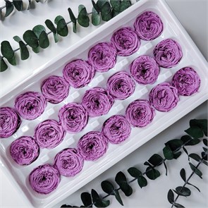 Роза пионовидная мини 3-3,5 см фиолетовая (21) RP21_507