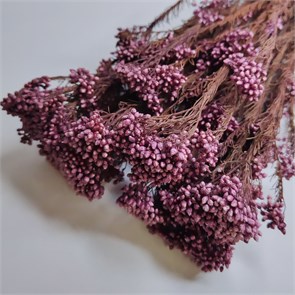 Озотамнус пыльная роза Oz_501