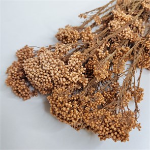 Озотамнус персиковый Oz_212