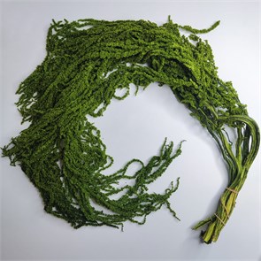 Амарант зеленый лесной wDPYq00ojfBu2dHmJk1UW0