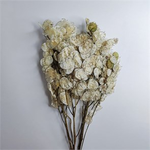 Лунария очищенная натуральная dl3nYLNwgB0gyXG1EWFsq3