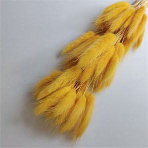 Лагурус 50-60 шт. персиково-оранжевый светлый L50_206