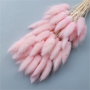 Лагурус 50-60 шт. светло-розовый молочный холодный L50_101