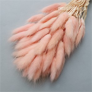 Лагурус 50-60 шт. пудрово-розовый теплый L50_101-3