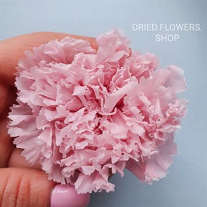 Гвоздика 5 см розовая (8) CA8_104