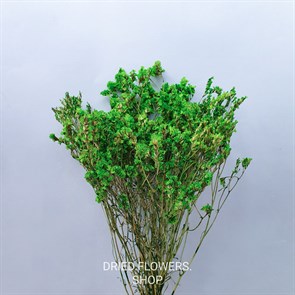 Лимониум зеленый Lim_403