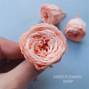Роза пионовидная мини 3-3,5 см персиковая (21)