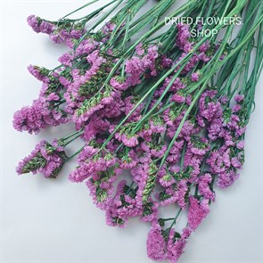 Статица малиново-фиолетовая St_108