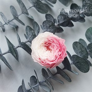 Роза пионовидная мини 3 см двухцветная бело-розовая градиент
