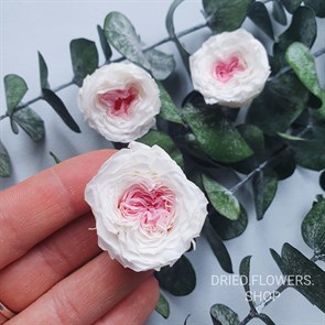 Роза пионовидная мини 3-3,5 см двухцветная бело-розовая (21)