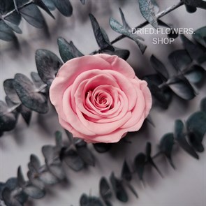 Роза 4-5 см светло-розовая фламинго (10)