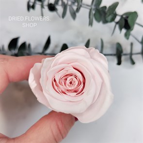 Роза 4-5 см светло-розовая молочная (10)