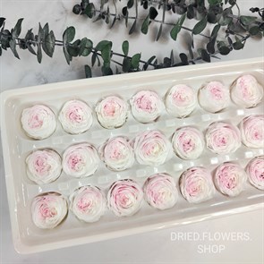 Роза пионовидная мини 3-3,5 см двухцветная бело-розовая градиент светлая (21)