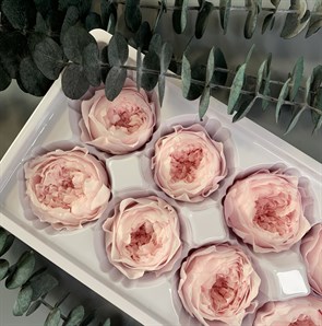 Роза пионовидная 4,5-5 см молочно-розовая (8)