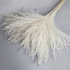 Мискантус белый (аурея), 10 шт. WTX9aceFhOhiWpp2lpdBO3