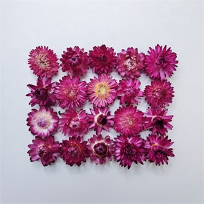 Гелихризум 20 шт. крупный малиновый 3,5-4 см Gel_mal20