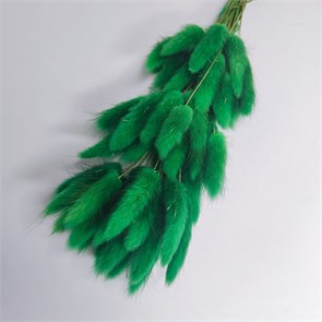 Лагурус 50-60 шт. зеленый L50_406-1