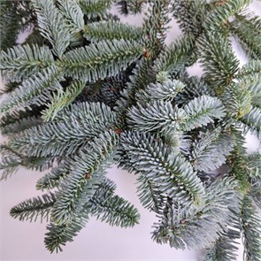 Нобилис (ветки датской ели), 1 кг BocqfBa2jXygoa1f1Gg1V0