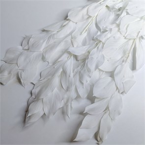 Рускус крупнолистный белый 0VF7NqOPgeIaBii7aHlrN1