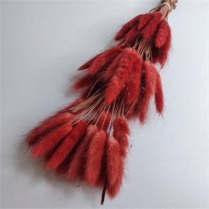 Лагурус 50-60 шт. красно-коричневый терракотовый YRW4TSeTh3pvr69MhhwkO2