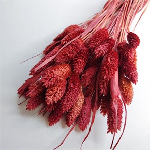 Фаларис 60-60 шт. бордово-терракотовый E7Lo0Ss1iNPplpziietWl3