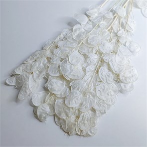 Лунария очищенная 0h2IhsaPg0KhR7oVAlvYF1